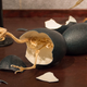 Image for article titled Ancient Bones and Millionaires: Dinosaurs For Sale in Manhattan